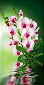 Фотообои 6 листов VIP Орхидея оптом
